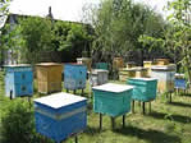 Пчеловодство как прибыльный бизнес